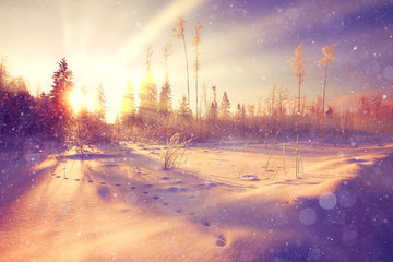 Winter sunset in the forest landscape