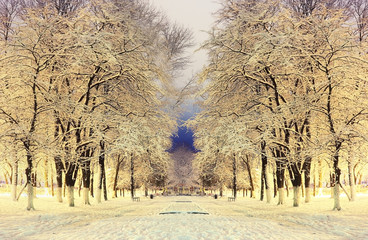 Night winter landscape in the alley of city park