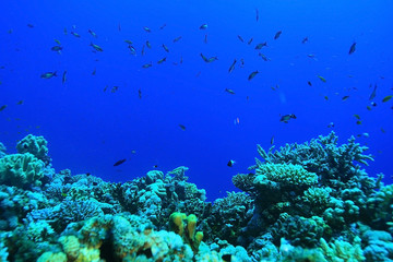 Naklejka na ściany i meble unusual saltwater fish on a coral reef