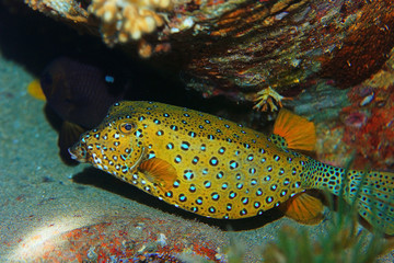 boxfish fish underwater photo