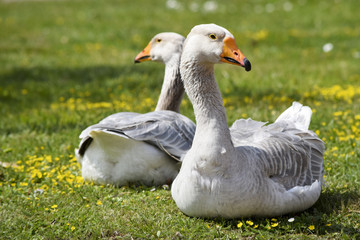 satisfied gray geese on the farm