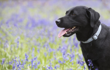 pretty dog in bluebell fields