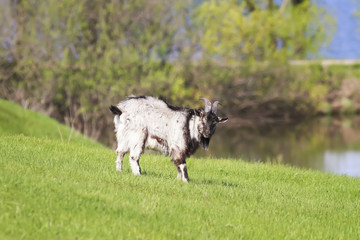 Obraz premium goat is grazed on a green meadow on the farm and nibbling the juicy grass