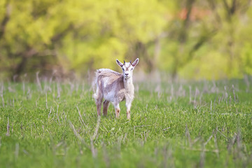 little goat grazing in the meadow and eat grass