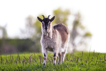 the young goat is grazed on a green meadow on the farm and nibbling 