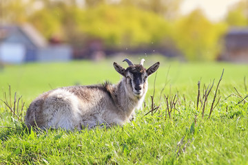  happy goat lies on a Sunny meadow and snoozing