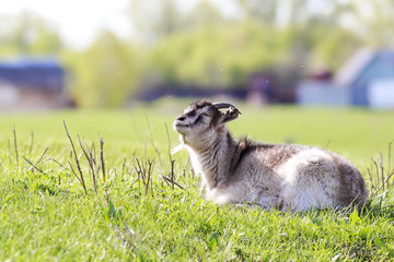 Obraz premium young happy goat lies on a Sunny meadow and snoozing