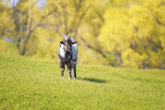 funny goat grazing on a green pasture on a Sunny day