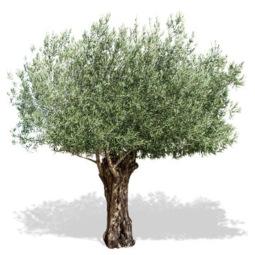 Olive tree  on a white background.