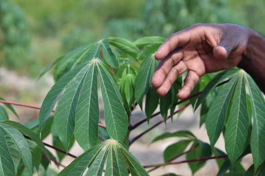 Leaves of the cassava plant in Mozambique