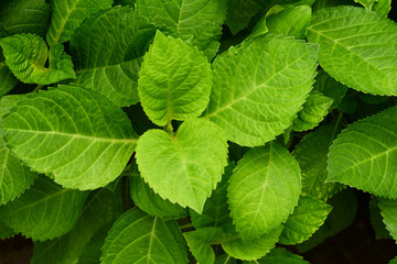 Hydrangeas Leaf