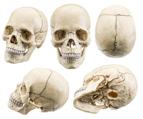 Skull model isolated on a white background.