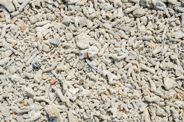 Scrap coral on beach