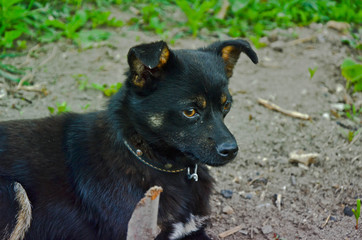 Black puppy looking to camera