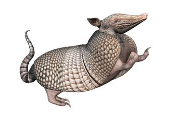 3D Rendering Armadillo on White