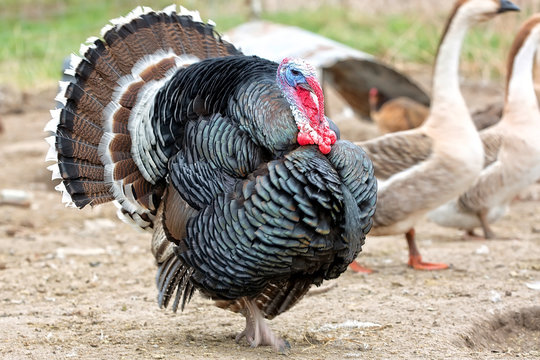 Turkey On The Run On The Farm