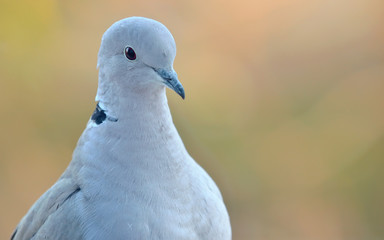 Young pigeon portrait