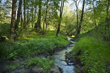 Obraz premium Small creek in the woods during spring.