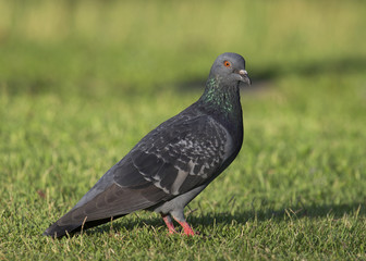 Pigeon