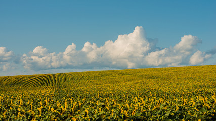 Agricultural field of sunflowers
