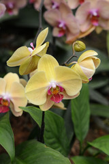 phalaenopsis hybrid