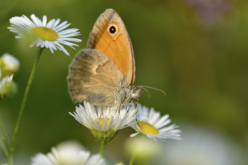Maniola Jurtina