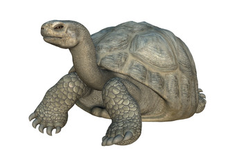 3D Rendering Turtle Galapagos Tortoise on White
