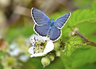 Plebejus Argyrognomon