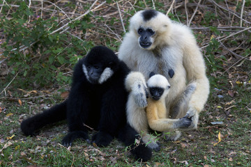 White Cheeked Gibbon or Lar Gibbon