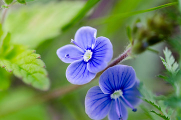 Obraz premium blue flowers in green grass
