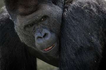 Close up portrait of a silver back gorilla showing face end expression
