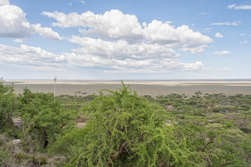 Plain landscape of Serengeti National Park panorama with acacia trees in foreground against blue sky background. Tanzania, Africa.
