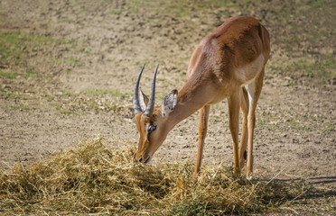 Impala beim Fressen
