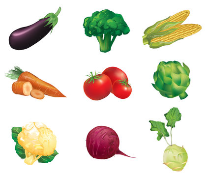 Vegetables, set of isolated, detailed vector illustrations and i