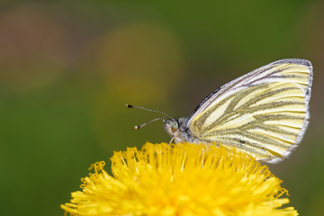 Green-veined white (Pieris napi) butterfly on dandelion flower.