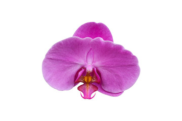 pink orchid phalaenopsis. Bouquet of flowers orchids.