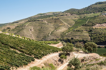 Douro Valley and Vineyards