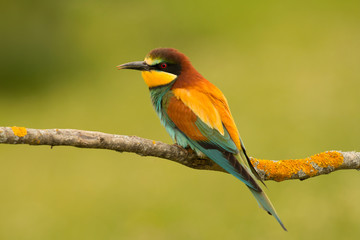 Small bird with a nice plumage