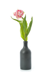 Pale pink tulips in a black vase..