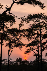 Pine sunset silhouette