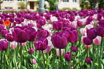 Detail of a violet (purple) flower among many pink and white lilies, in the city garden bed as a symbol of love and beauty 