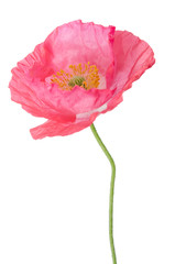 pink poppy isolated on white
