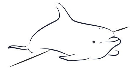 Дельфин