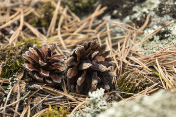 Две сосновые шишки