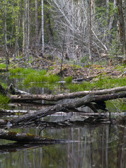 forest and pond in ontario