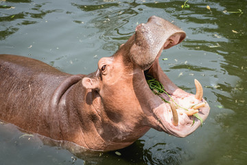 Fototapeta premium Hippopotamus showing mouth and teeth