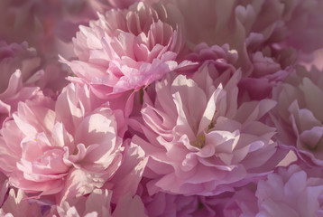 Pink Blossom Background