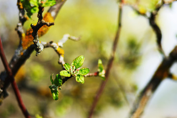 Blossom close up.