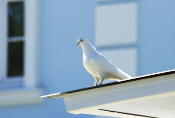 White dove on the roof