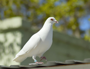 white dove